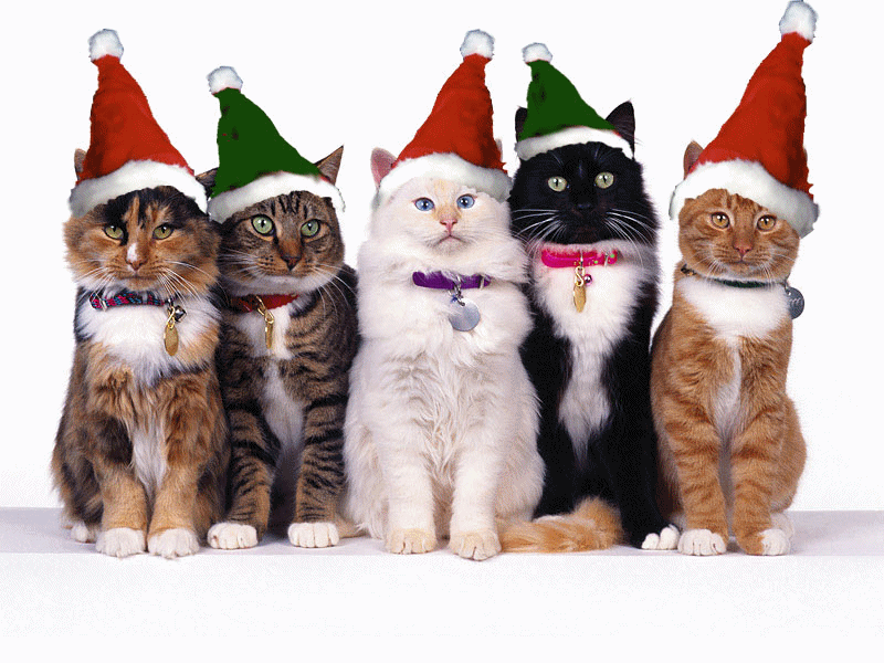 funny christmas pics