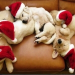 merry christmas funny pictures